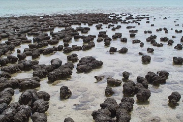 stromatolites_in_sharkbay-26e05133413bcefc6177a31ad2843db5.jpg